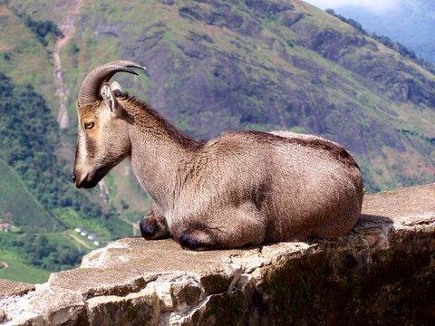 Anamudi Idukki history