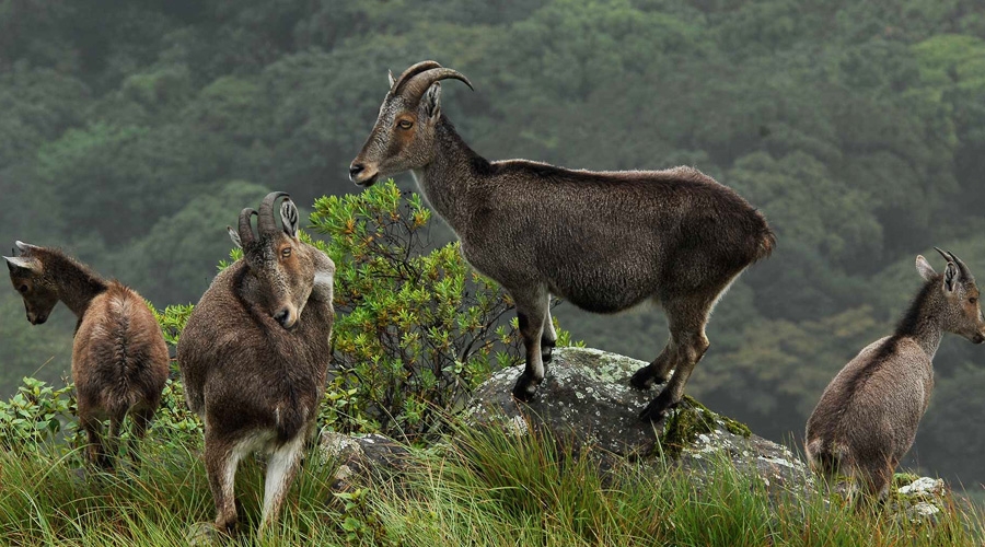 Anamudi Shola National Park Idukki view