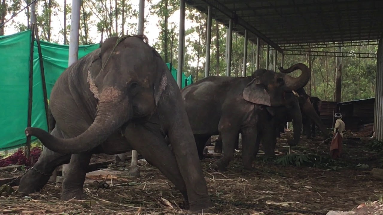 Carmelagiri Elephant Park Idukki Transpotation