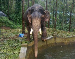 Carmelagiri Elephant Park Idukki history