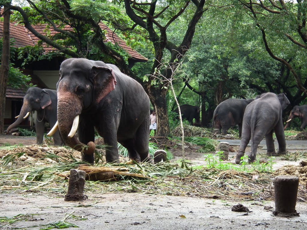 Carmelagiri Elephant Park Idukki entry details