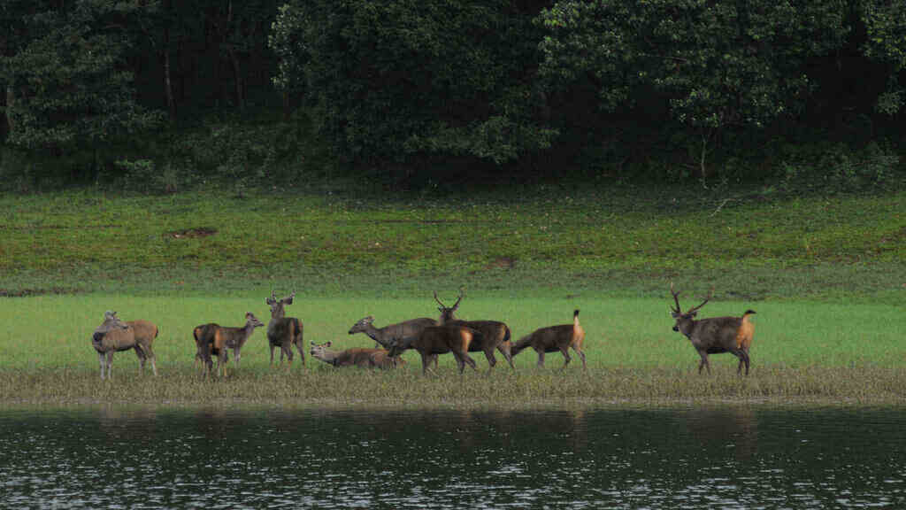 Chinnar Wildlife Sanctuary Idukki history