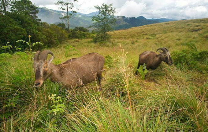 Images of Idukki