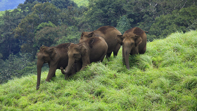 
Idukki Wildlife Sanctuary is a protected area