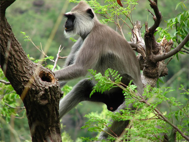 Idukki wildlife Sanctuary is a unique and interesting tourist destination