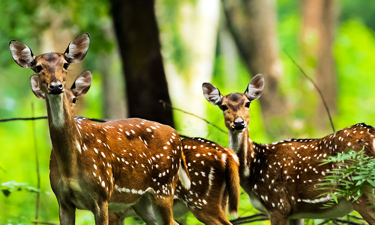 Images of  Idukki