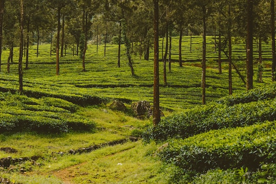 Kannan Devan Hills  Idukki view