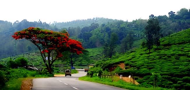 Spice plantations in Kumily Kerala near Thekkady