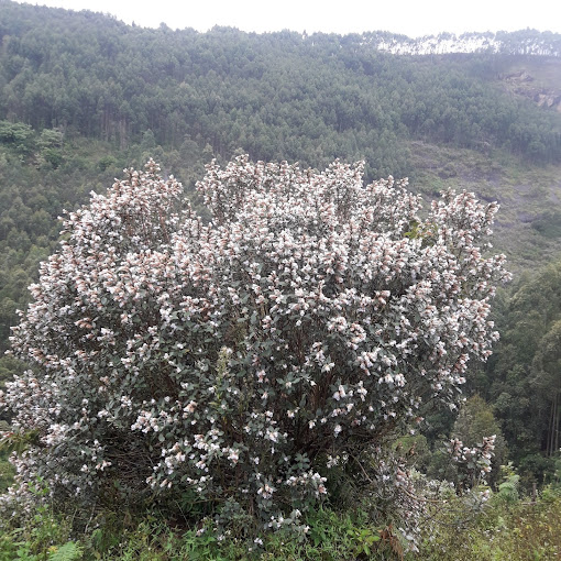 Kurinjimala Sanctuary Idukki unique and interesting tourist destination 