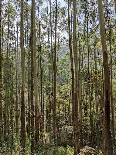 Kurinjimala Sanctuary Idukki attractions