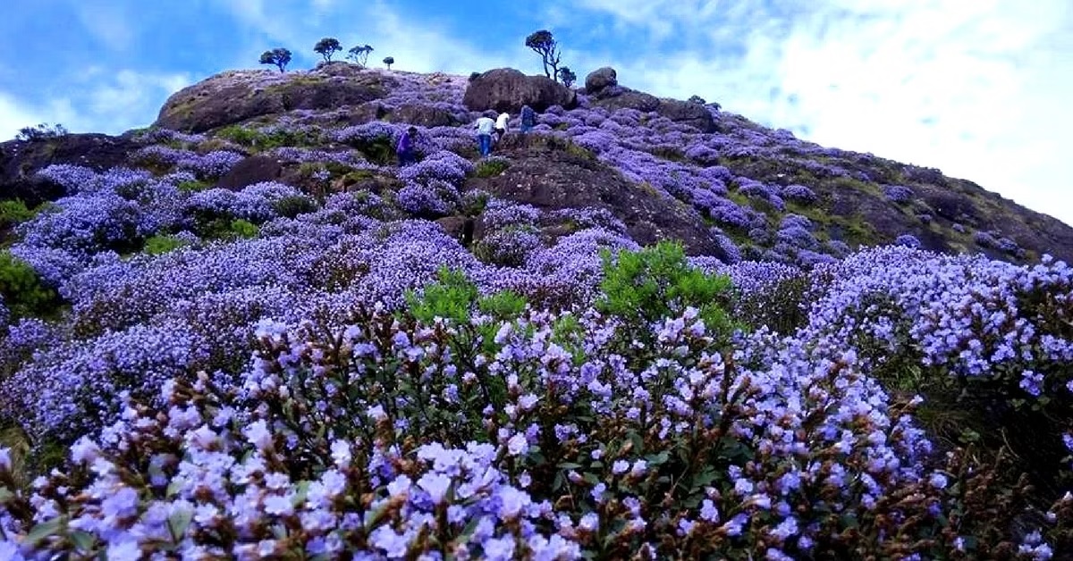 Kurinjimala Sanctuary Idukki view