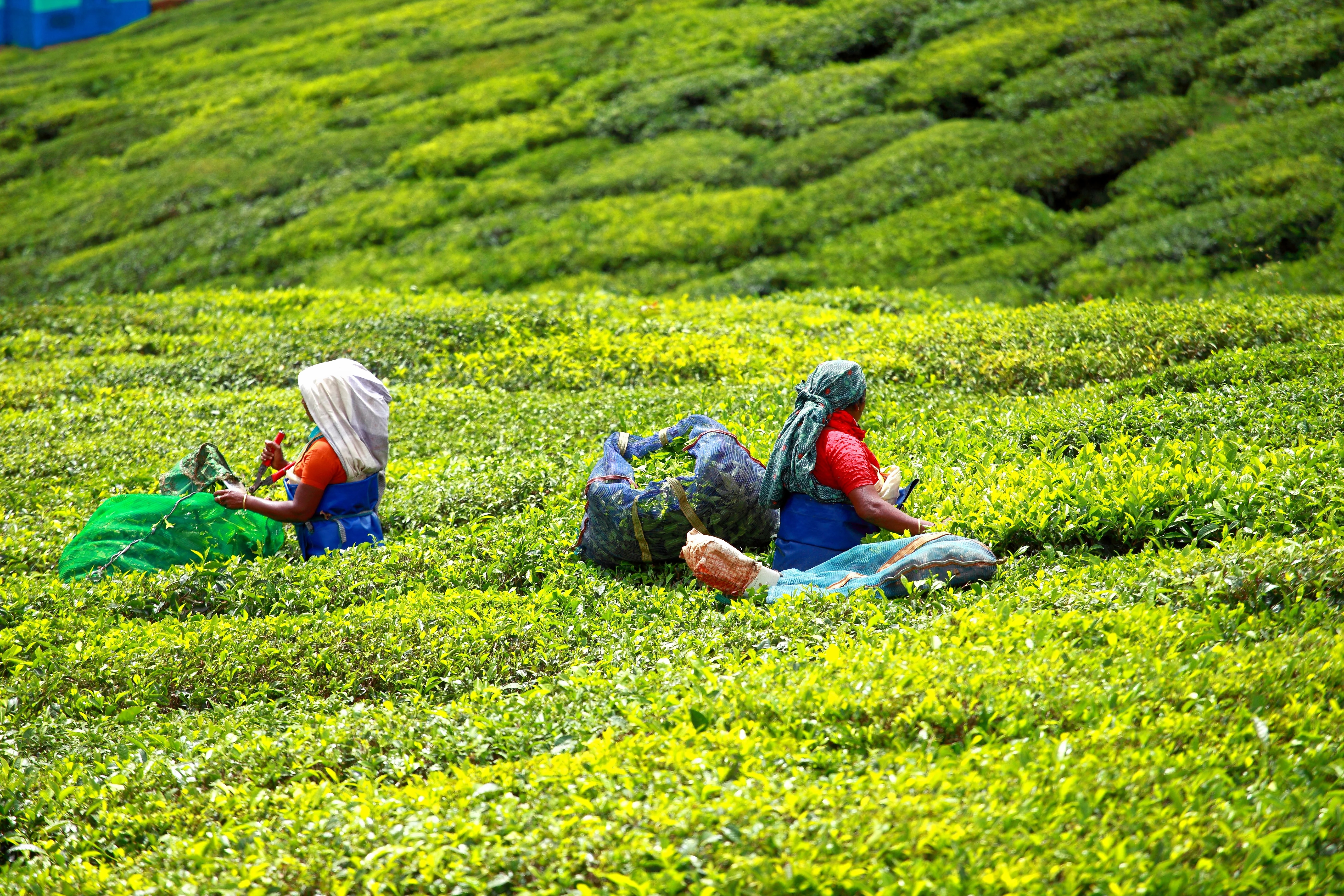 Lockhart Tea Museum Idukki entry details