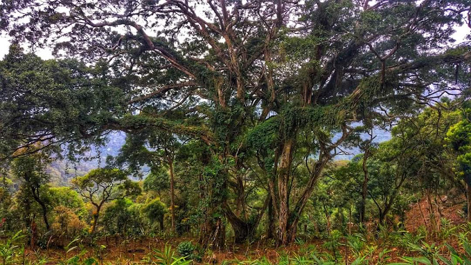 Mathikettan Shola National Park Idukki attractions