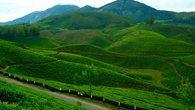 Munnar Idukki attractions