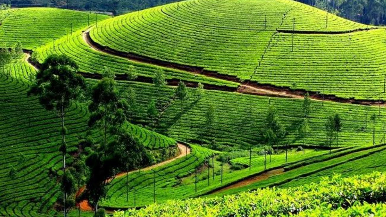 Munnar Idukki entry details