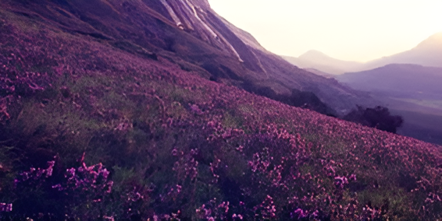 Blooming Neelakurinji flowers in Kerala's Kurinjimala Sanctuary