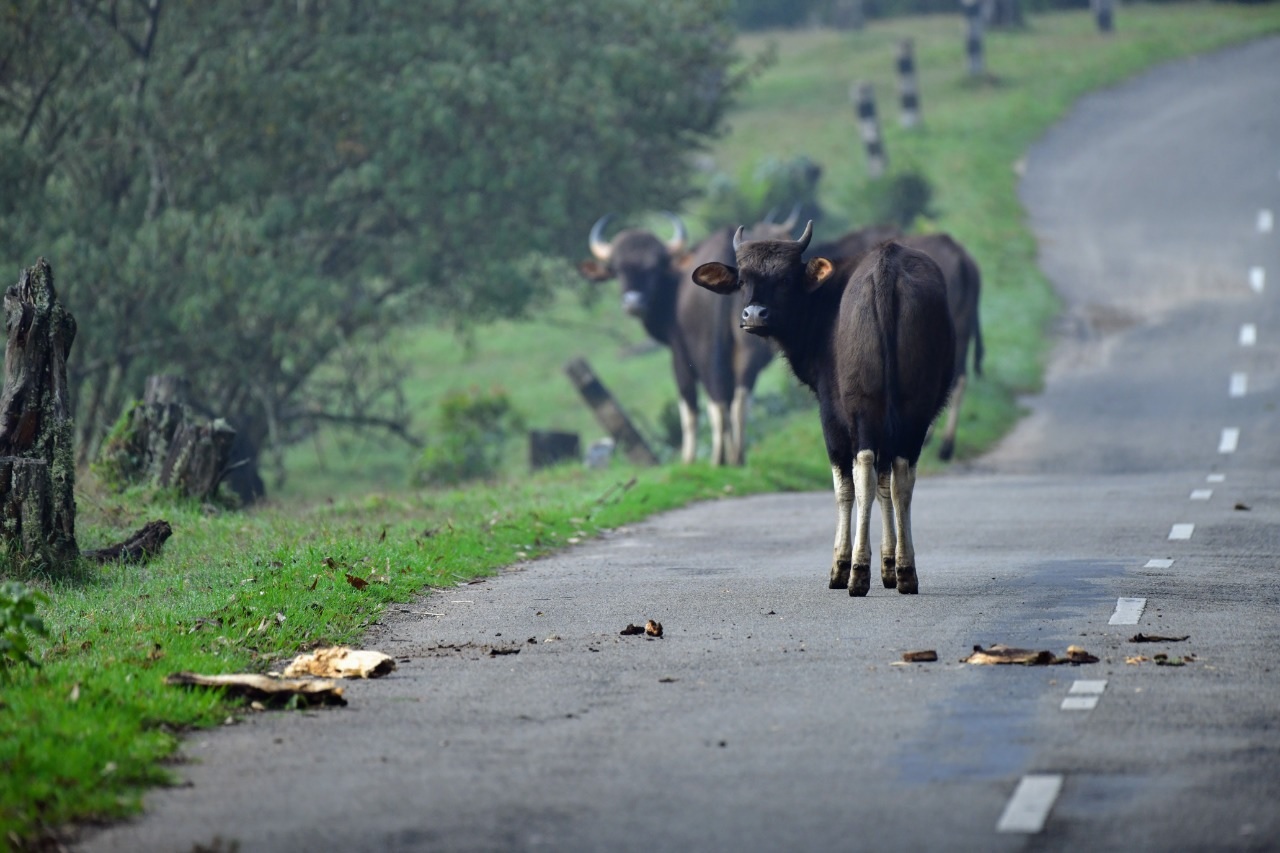 Pampadum Shola National Park Idukki entry details