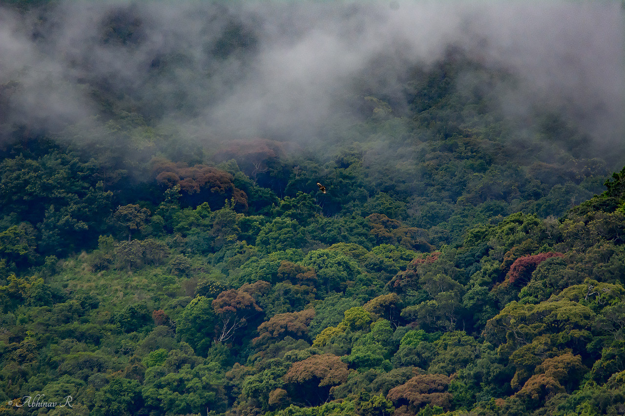 Pampadum Shola National Park Idukki view