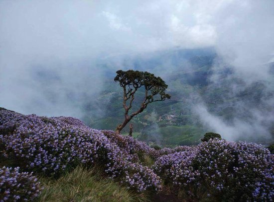 Parunthumpara Idukki Idukki view