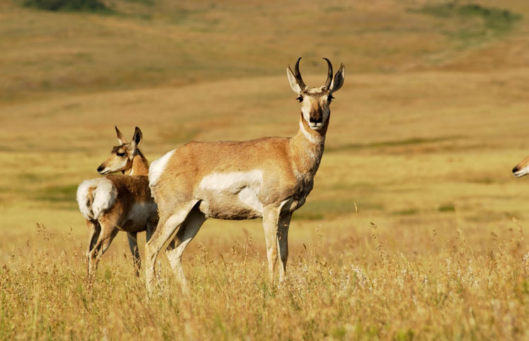 Periyar National Park Idukki view