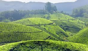 Misty tea plantations in Suryanelli near Munnar