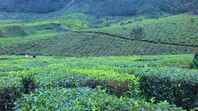 Vysali cave Idukki history